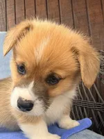 Bert, a male Pembroke Welsh Corgi for sale in Cuba, NY – 2 of 9