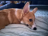 Lucy, a female Pembroke Welsh Corgi for sale in Cuba, NY – 5 of 9