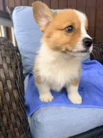 Stewart, a male Pembroke Welsh Corgi for sale in Cuba, NY – 3 of 9