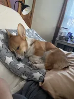 Lucy, a female Pembroke Welsh Corgi for sale in Cuba, NY – 2 of 3