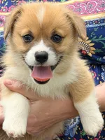 Bert, a male Pembroke Welsh Corgi for sale in Cuba, NY – 4 of 9