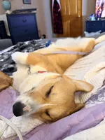 Lucy, a female Pembroke Welsh Corgi for sale in Cuba, NY – 9 of 9
