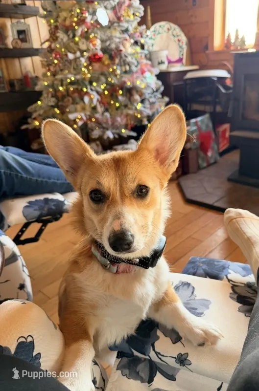 Lucy – Pembroke Welsh Corgi puppy for sale in Cuba, NY
