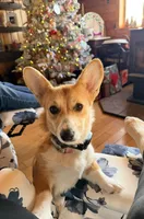 Lucy, a female Pembroke Welsh Corgi for sale in Cuba, NY – 1 of 9
