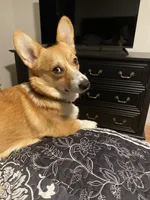 Lucy, a female Pembroke Welsh Corgi for sale in Cuba, NY – 8 of 9