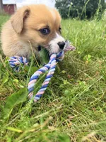 Bert, a male Pembroke Welsh Corgi for sale in Cuba, NY – 9 of 9