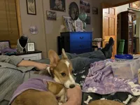 Ruby, a female Pembroke Welsh Corgi for sale in Cuba, NY – 5 of 5