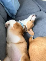 Lucy, a female Pembroke Welsh Corgi for sale in Cuba, NY – 3 of 9