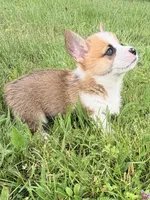 Moonpie, a male Pembroke Welsh Corgi for sale in Cuba, NY – 3 of 9
