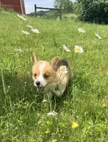 Stewart, a male Pembroke Welsh Corgi for sale in Cuba, NY – 9 of 9