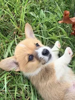 Leo, a male Pembroke Welsh Corgi for sale in Cuba, NY – 6 of 9