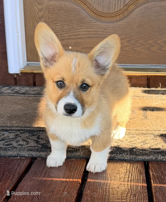 Bert – Pembroke Welsh Corgi puppy for sale in Cuba, NY