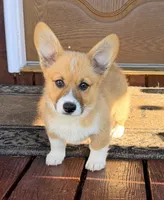 Bert, a male Pembroke Welsh Corgi for sale in Cuba, NY – 1 of 2