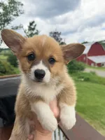 Leo, a male Pembroke Welsh Corgi for sale in Cuba, NY – 8 of 9