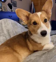 Ruby, a female Pembroke Welsh Corgi for sale in Cuba, NY – 4 of 5