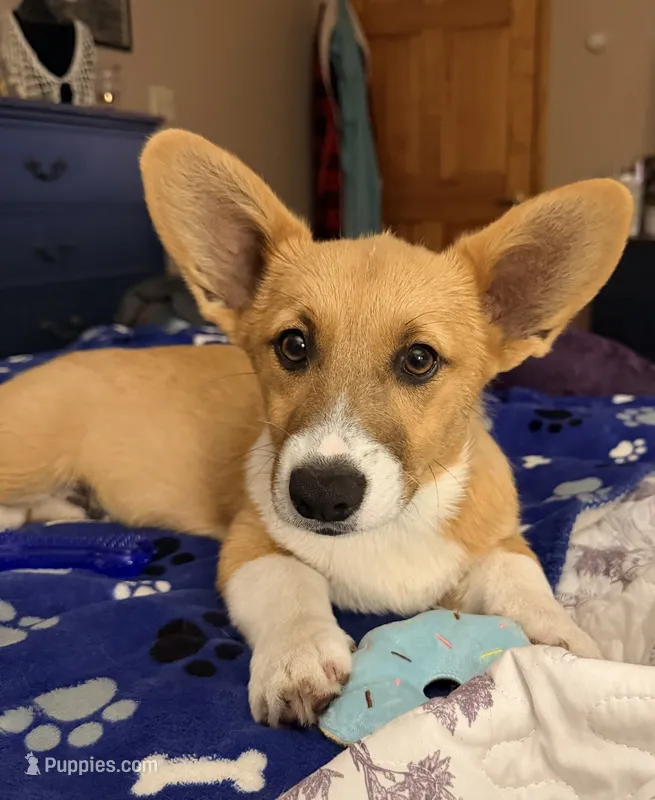 Bert – Pembroke Welsh Corgi puppy for sale in Cuba, NY