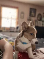 Ruby, a female Pembroke Welsh Corgi for sale in Cuba, NY – 3 of 5