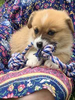 Leo, a male Pembroke Welsh Corgi for sale in Cuba, NY – 4 of 9