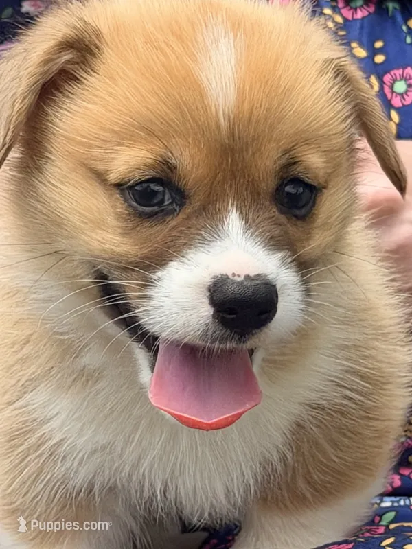 Bert – Pembroke Welsh Corgi puppy for sale in Cuba, NY