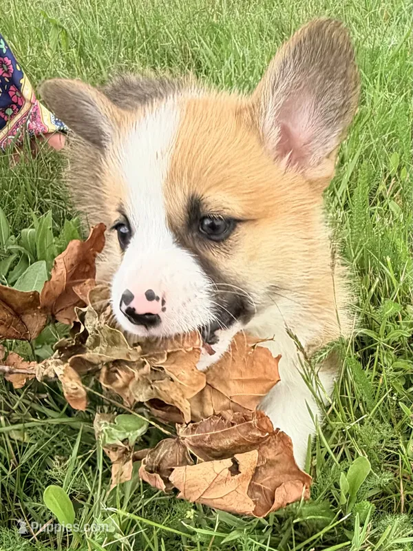 Moonpie – Pembroke Welsh Corgi puppy for sale in Cuba, NY
