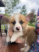 Moonpie, a male Pembroke Welsh Corgi for sale in Cuba, NY – 8 of 9