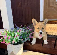 Bert, a male Pembroke Welsh Corgi for sale in Cuba, NY – 2 of 2