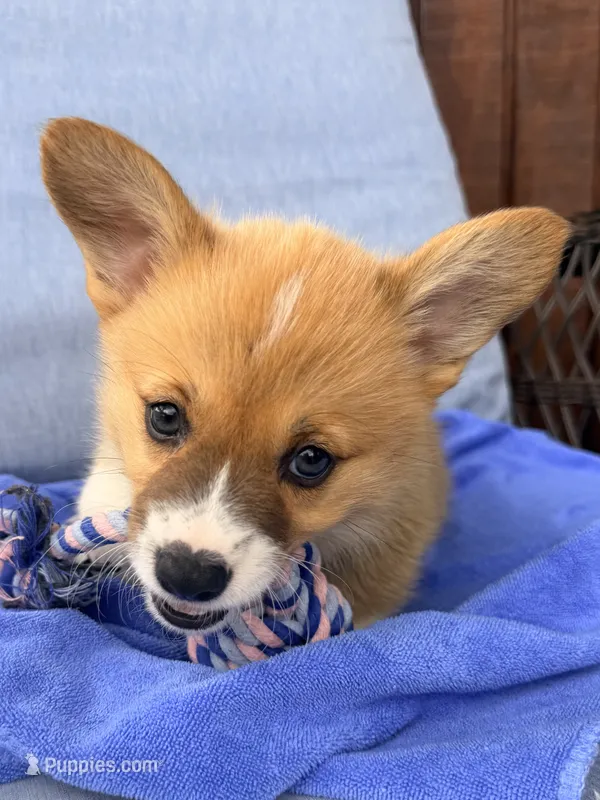 Leo – Pembroke Welsh Corgi puppy for sale in Cuba, NY