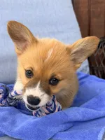 Leo, a male Pembroke Welsh Corgi for sale in Cuba, NY – 1 of 9