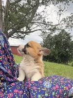Moonpie, a male Pembroke Welsh Corgi for sale in Cuba, NY – 5 of 9