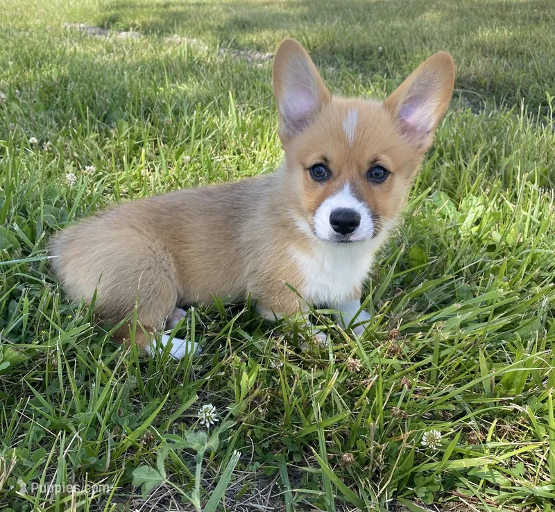 Leo – Pembroke Welsh Corgi puppy for sale in Cuba, NY