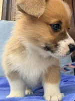 Bert, a male Pembroke Welsh Corgi for sale in Cuba, NY – 3 of 9