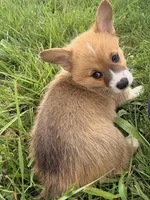 Leo, a male Pembroke Welsh Corgi for sale in Cuba, NY – 9 of 9