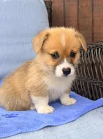 Bert, a male Pembroke Welsh Corgi for sale in Cuba, NY – 5 of 9