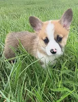 Moonpie, a male Pembroke Welsh Corgi for sale in Cuba, NY – 4 of 9