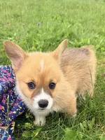 Leo, a male Pembroke Welsh Corgi for sale in Cuba, NY – 7 of 9