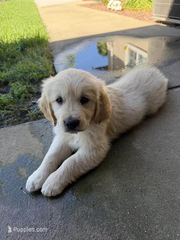 Buzz – Golden Retriever puppy for sale in Rancho Cucamonga, CA