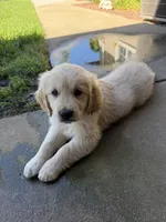 Buzz, a male Golden Retriever for sale in Rancho Cucamonga, CA – 1 of 1