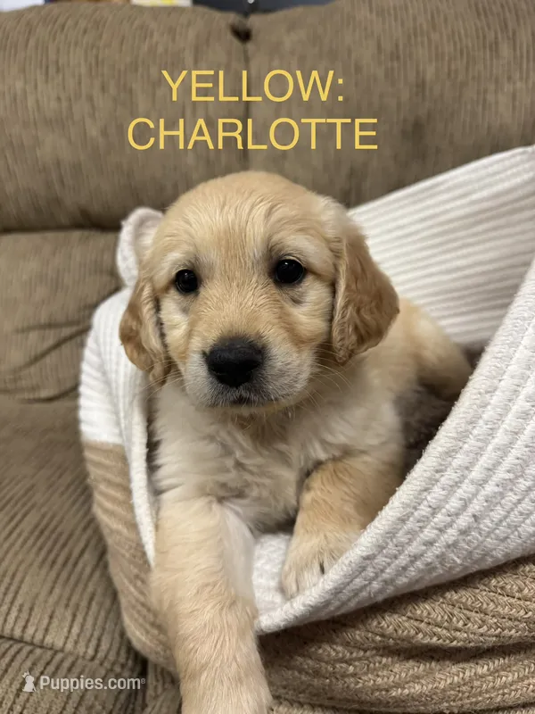 Yellow: Charlotte  – Golden Retriever puppy for sale in Rancho Cucamonga, CA