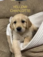 Yellow: Charlotte , a male Golden Retriever for sale in Rancho Cucamonga, CA – 1 of 1