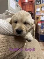 Purple: Sadie , a female Golden Retriever for sale in Rancho Cucamonga, CA – 1 of 1