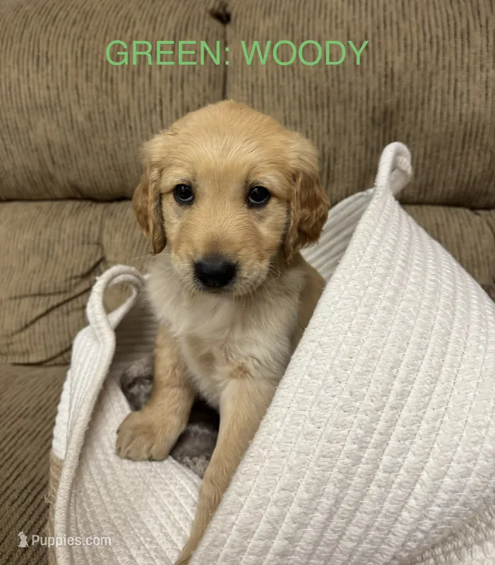 Green: Woody  – Golden Retriever puppy for sale in Rancho Cucamonga, CA