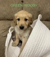 Green: Woody , a male Golden Retriever for sale in Rancho Cucamonga, CA – 1 of 1