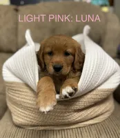 Light Pink: Luna , a female Golden Retriever for sale in Rancho Cucamonga, CA – 1 of 1