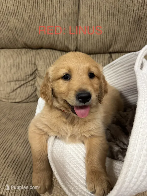 Red: Linus  – Golden Retriever puppy for sale in Rancho Cucamonga, CA