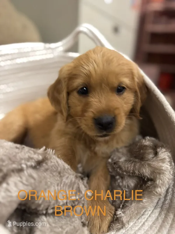 Orange: Charlie Brown  – Golden Retriever puppy for sale in Rancho Cucamonga, CA