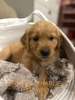 Orange: Charlie Brown , a male Golden Retriever for sale in Rancho Cucamonga, CA – 1 of 1