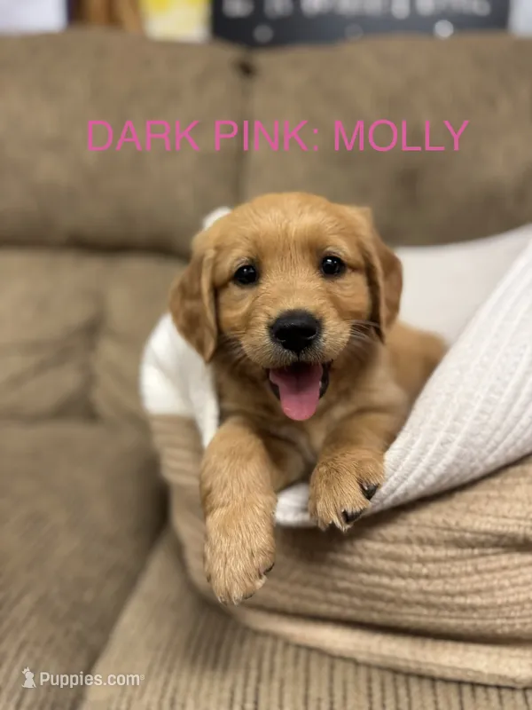 Dark Pink: Molly  – Golden Retriever puppy for sale in Rancho Cucamonga, CA