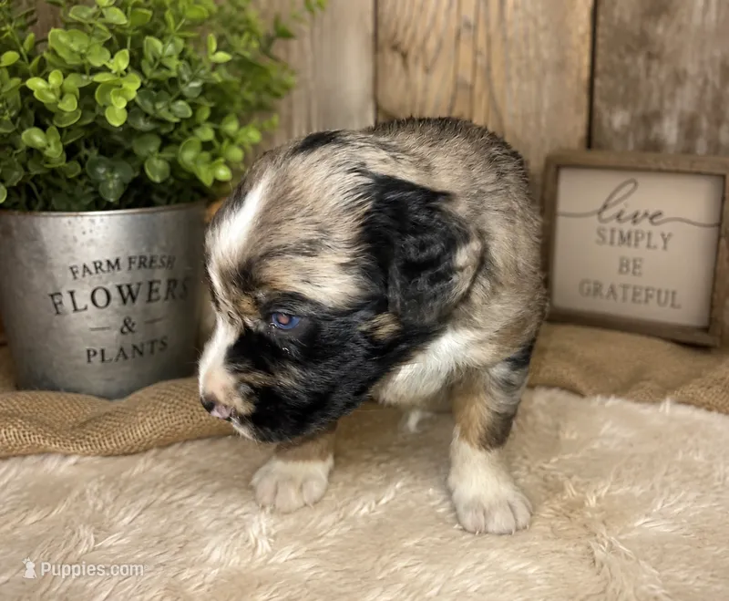 Tin man – Aussiedoodle puppy for sale in Alba, TX