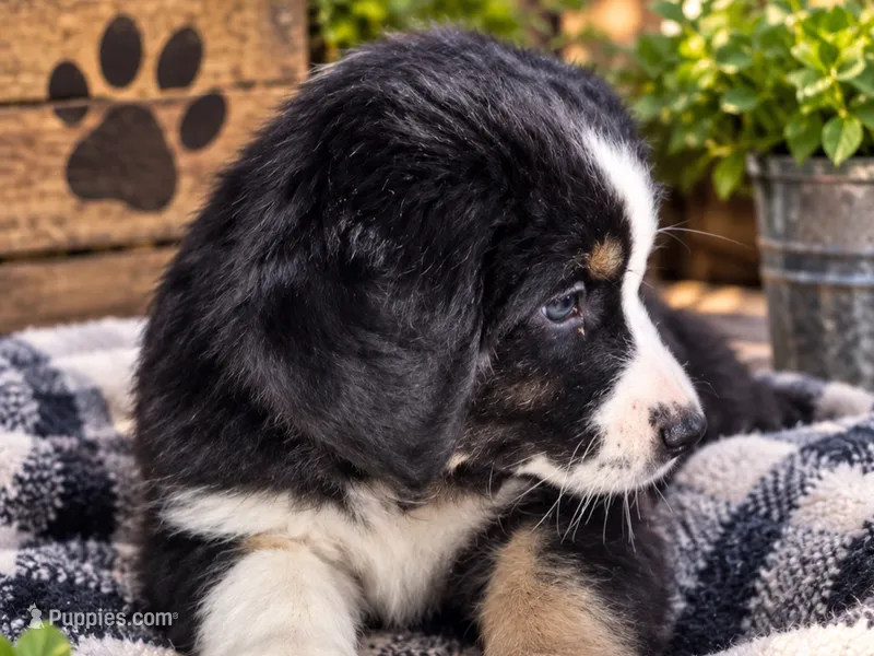 Cowardly lion – Miniature Aussiedoodle puppy for sale in Alba, TX