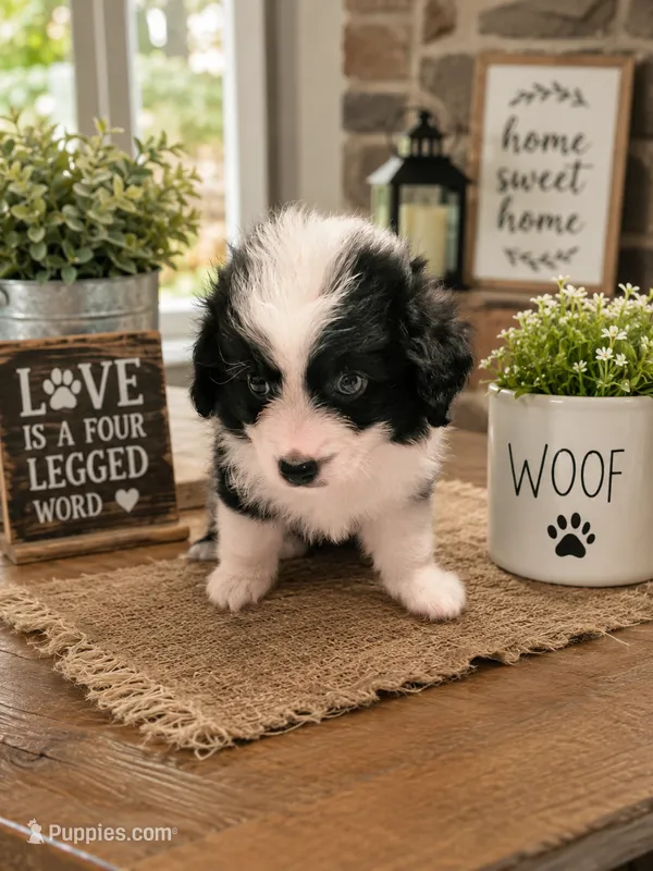 Mork – Toy Australian Shepherd puppy for sale in Alba, TX